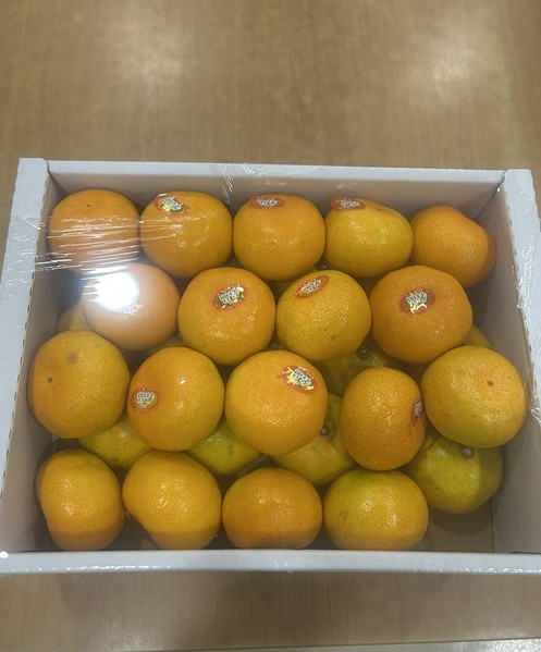귤후원.jpg